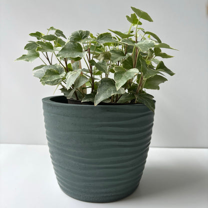 Ondas Planter Pot 5 5/8"
