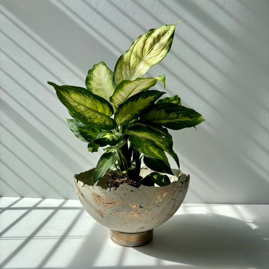 Half Moon Pot