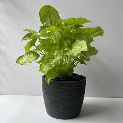Ondas Planter Pot 5 5/8"