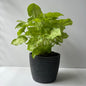 Ondas Planter Pot 5 5/8"