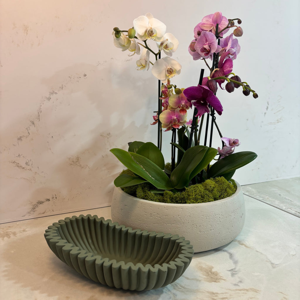 Solea - Fluted Bowl