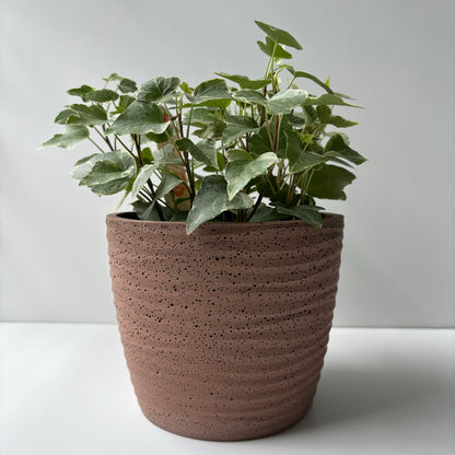 Ondas Planter Pot 5 5/8"