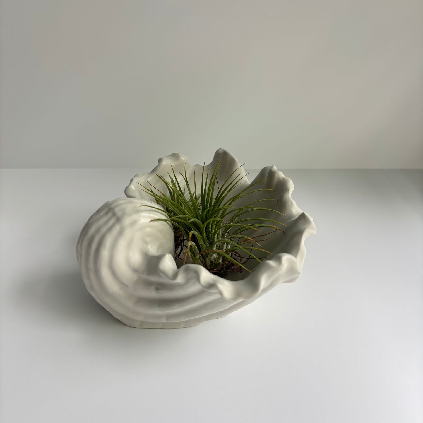 Selene - Shell Bowl-Dish