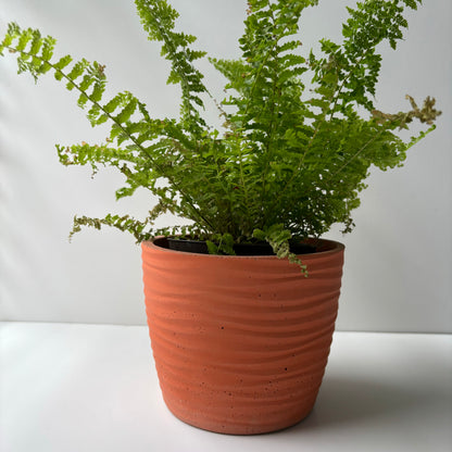 Ondas Planter Pot 5 5/8"
