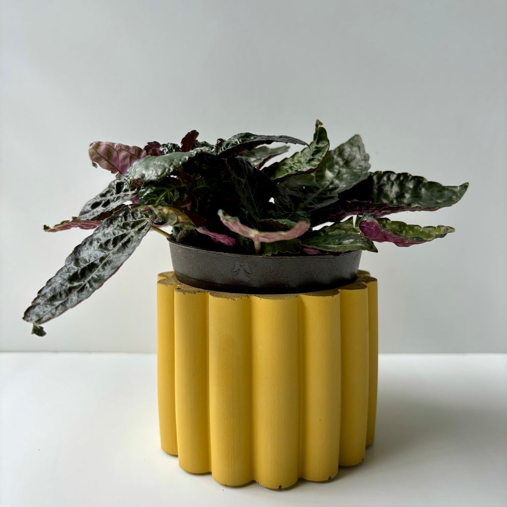 Daisy Planter Pot 3 7/8"