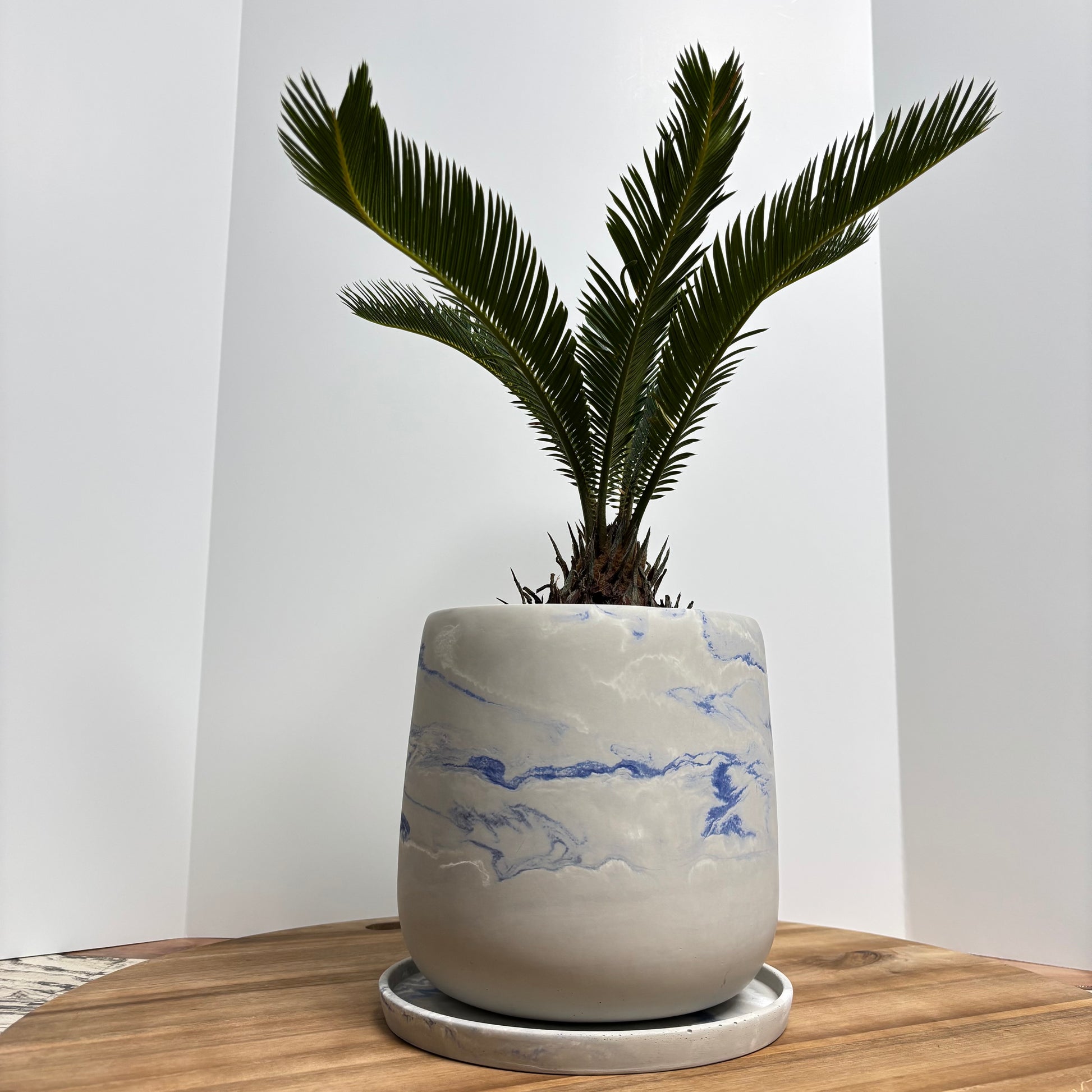Luma - 7.5" Planter with Saucer | Concrete Plant Pot