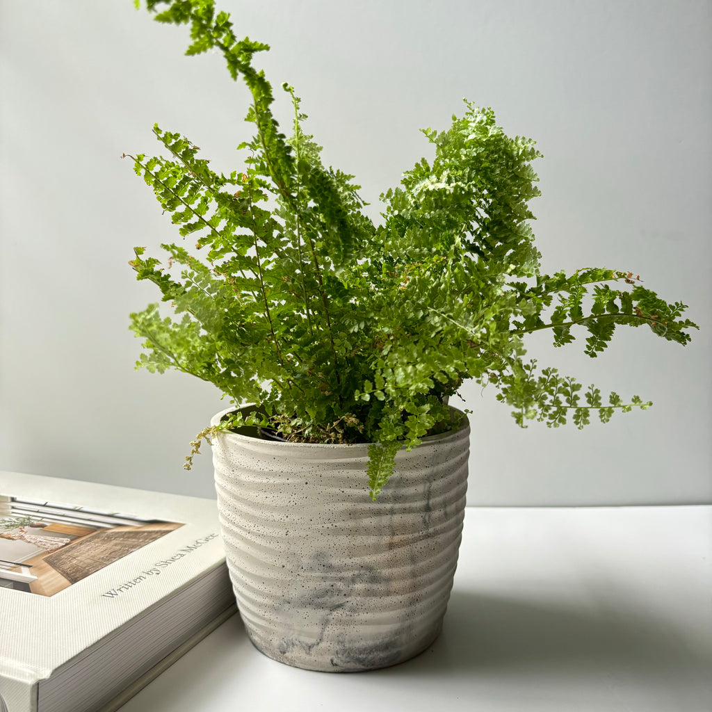 Ondas Planter Pot 5 5/8"