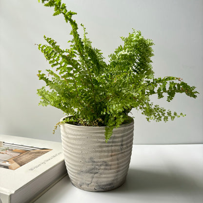 Ondas Planter Pot 5 5/8"