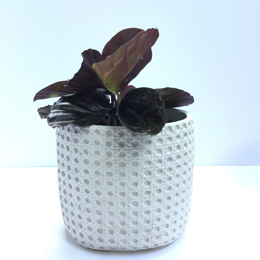 Basket Plant Pot