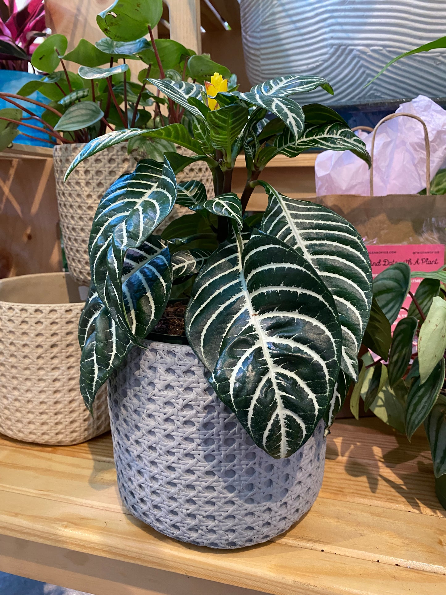 Basket Plant Pot